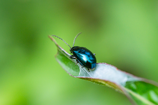 The cobalt milkweed beetle or blue milkweed beetle, is a member of the diverse family leaf beetles