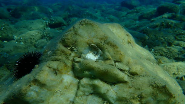 istock Giant oyster or Pacific oyster, immigrant oyster (Magallana gigas) shell undersea 1804124565