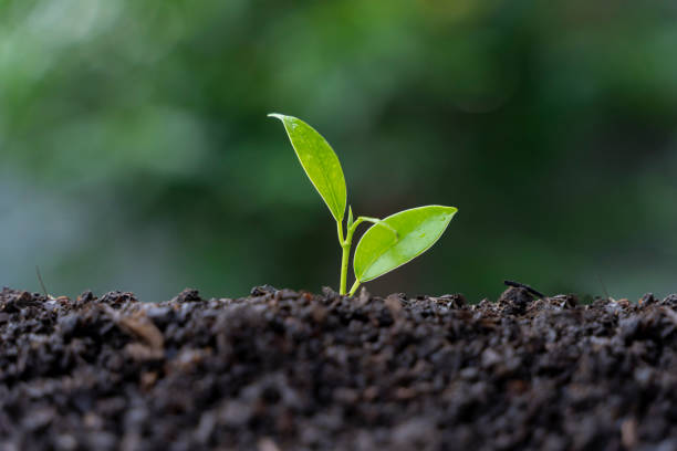 istock Planting trees to replace depleted energy resources 1804138420