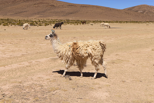 Free-grazing llamas on a plateau in the Andes, Bolivia
