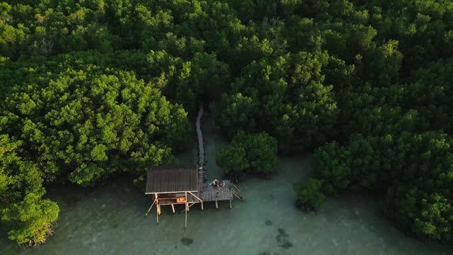 Aerial view of bright green mangrove forest and wooden cabin during sunset