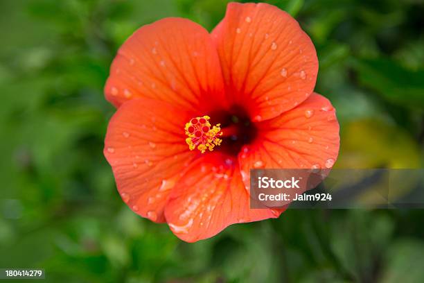 Piękny Kwiat Hibiskusa - zdjęcia stockowe i więcej obrazów Bez ludzi - Bez ludzi, Deszcz, Fotografika