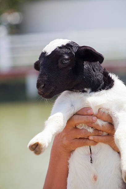 istock Lamb in the farm 180414440