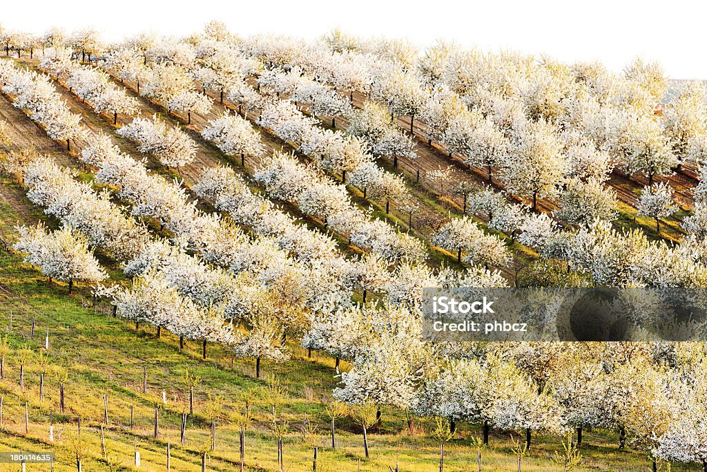 Frühling orchard - Lizenzfrei Baum Stock-Foto