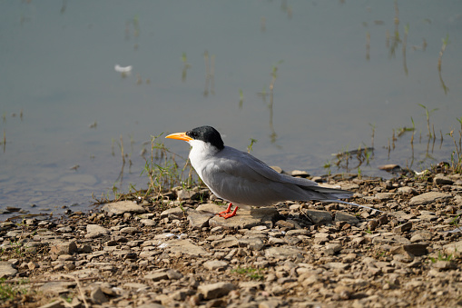 River Tern with a black cap posing
