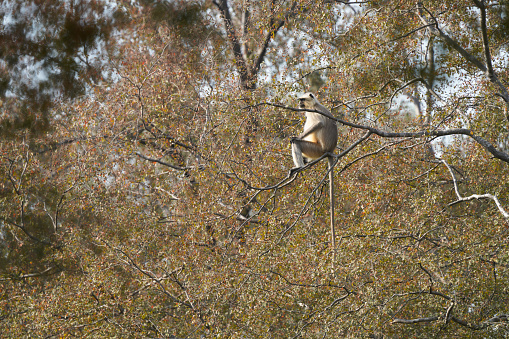 Coiba Black Island howler Monkey on a tree in Colombia