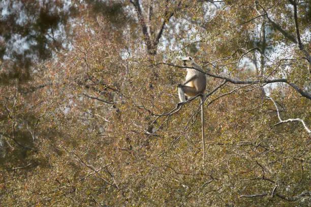 Hanuman Langoor looking out for tiger