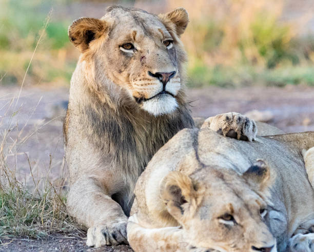istock Juvenile Male Lion 1804162039