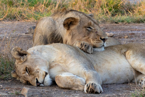 istock Juvenile Male Lion 1804162040