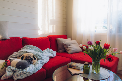 Beautiful pug lying down on comfortable sofa contemplating winter day indoors with bouquet of tulip flowers in vase and mountain window view