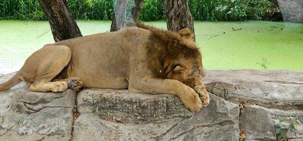 dormire leone - indochina wild animals cats travel locations foto e immagini stock