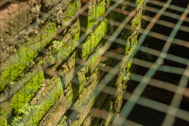 Beautiful green moss on the gutter walls