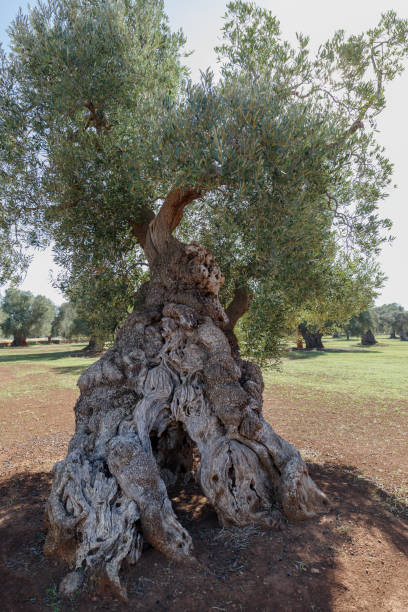 istock Centuries old olive tree, Puglia, Italy 1804171881