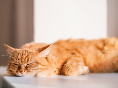Cute ginger cat sleeps on window sill. Fluffy pet has a nap on sunlight. Cozy home. Comfort and tranquility.