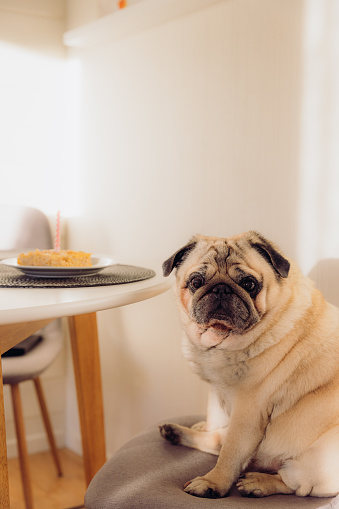 Cute and beautiful dog - pug breed sitting in the white living room by table celebrating his Birthday and blowing up the pink candle on the birthday cake made from cheese and meat