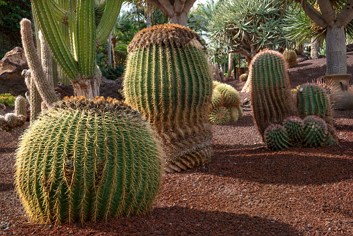 Echinocactus Grusonii, Golden Barrel Cactus, Golden Ball or Mother In Law's Cushion Cactus Plants in Tropical Garden. A Succulent Plants with Sharp Thorns for Garden Decoration.