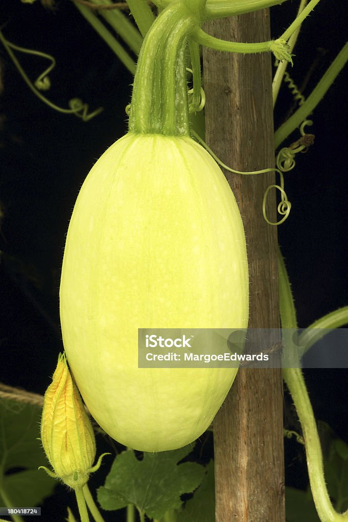 Spaghetti squash Young fruit and edible flower growing on vine Black Background Stock Photo