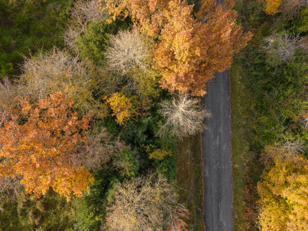 istock Rural road under the autumn trees. Top view 1804190988