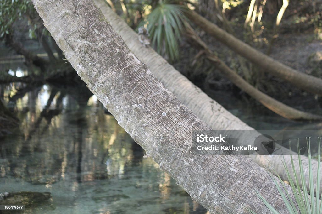 Lithia Springs State Park in Florida - Lizenzfrei Baum Stock-Foto