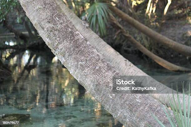 Lithia Springs State Park In Florida Stockfoto und mehr Bilder von Baum - Baum, Camping, Fiederzwergpalmen