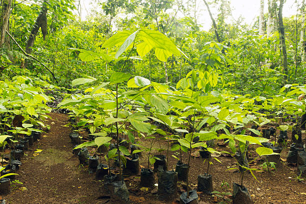 マホガニー seedlings 、森林再生 - 森林再生 ストックフォトと画像