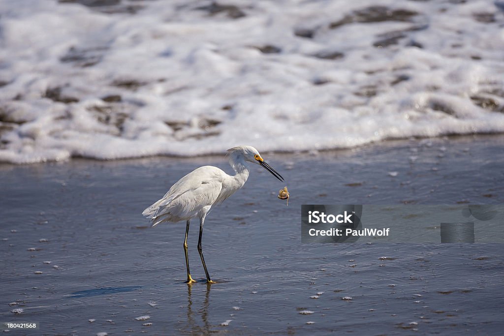 Aigrette neigeuse avec une grande crabe de - Photo de Aigrette libre de droits