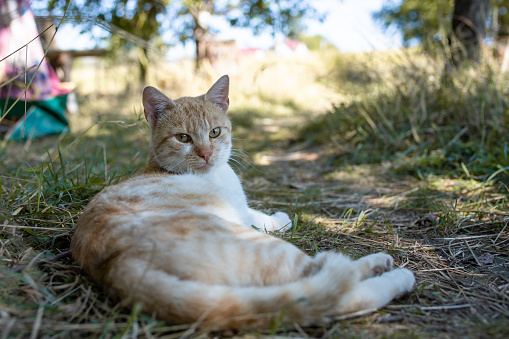 Orange and white domestic cat laying in garden grass next to a trail in the shade, soft focus