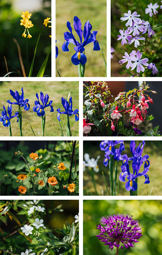 A montage of nine images of common English flowers.