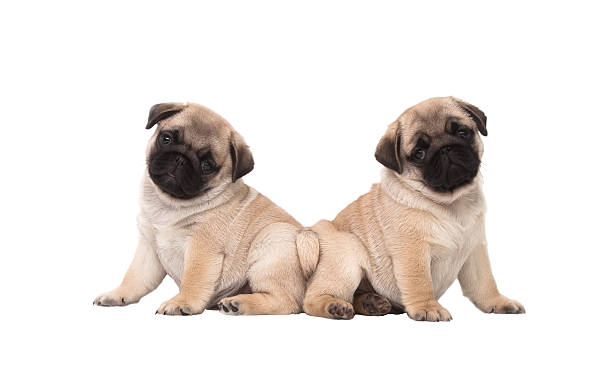 istock Two pug puppy isolated on white background 180423094