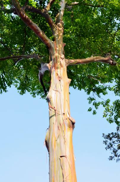 istock eucalyptus deglupta is a species of big tree commonly called as the rainbow eucalyptus, Mindanao gum or rainbow gum. it is characterized by multi-coloured bark. India public park. 1804231524