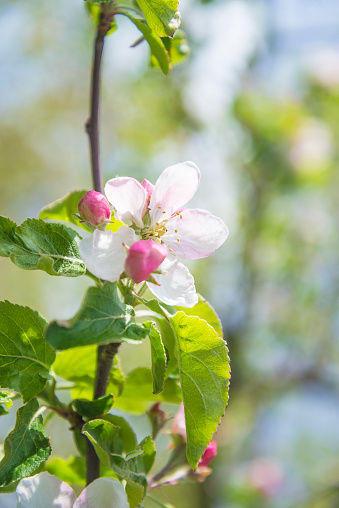 Twig with apple blossom and young leaves on the blurred natural background