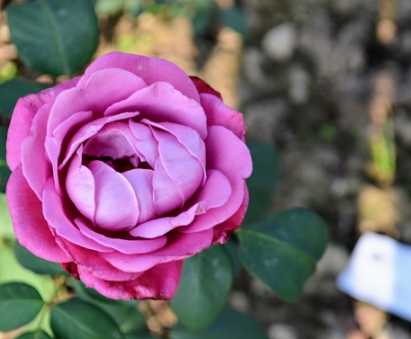Hermosa flor de rosa de hermoso color en el jardín de rosas de Chandigarh. Las rosas son predominantemente rosas híbridas que se cultivan como plantas ornamentales en los jardines privados y personales más populares photo