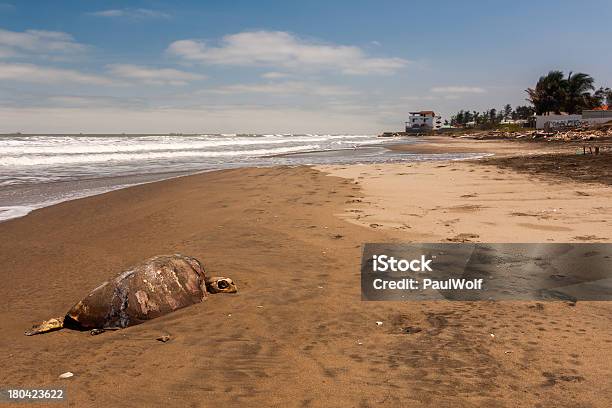 Death On The Beach Stock Photo - Download Image Now - Animal Bone, Animal Shell, Animal Skeleton