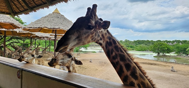 Few giraffes are looking fpr food from the travellers
