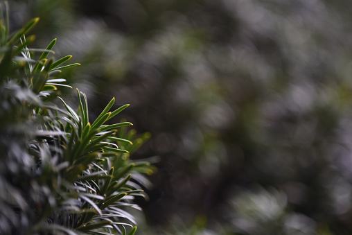 Green blurry background with a selective focus on a branch of common yew tree