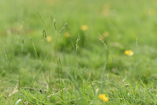 Summer meadow landscape close up  with selective focus on grass and blurred background. Photographed outdoors.