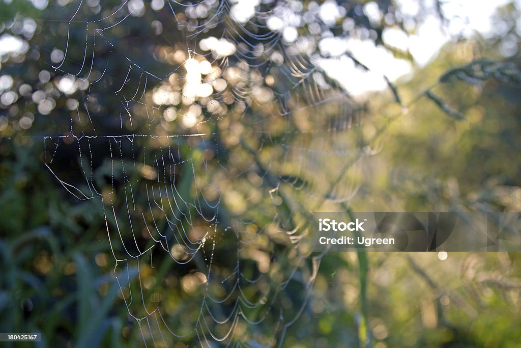 spiderweb - Foto stock royalty-free di Acqua