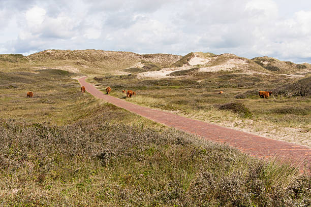 dune landscape in the Netherland