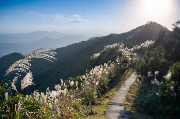 The mountains are covered with white reed flowers. Wufenshan hiking trail on a winter afternoon, Ruifang, Taiwan.