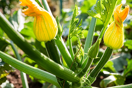 Organic Grown Zucchini in Garden
