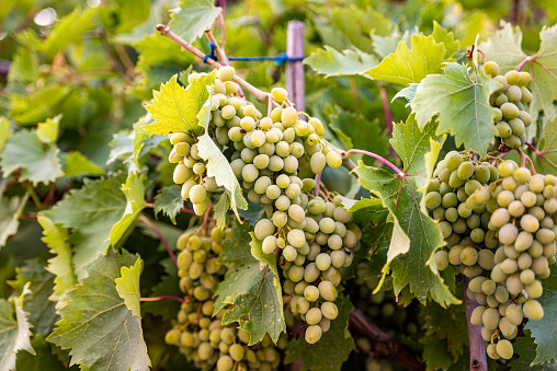 Grappe Bunches in Summer Vineyard