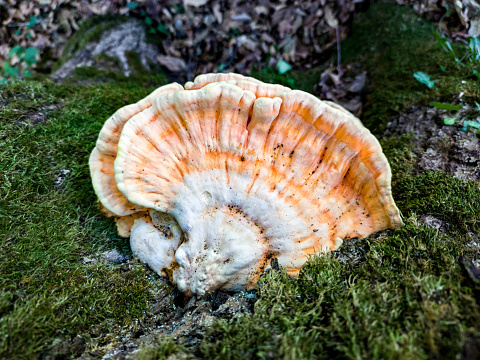 Chicken of the Woods or Sulphur Shelf Mushrooms Growing on the Tree Trunk