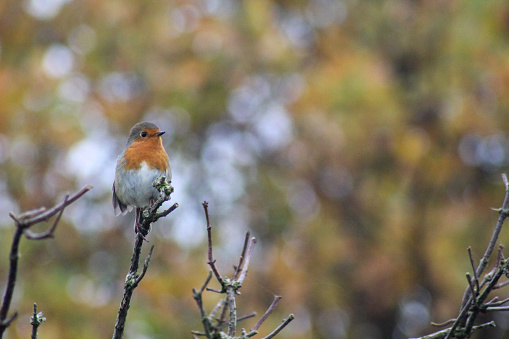 Robin in springtime (Erithacus rubecula)