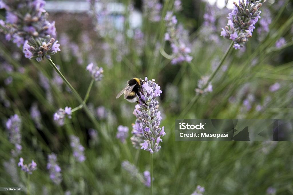 Bee a Bee on lavender Agricultural Field Stock Photo