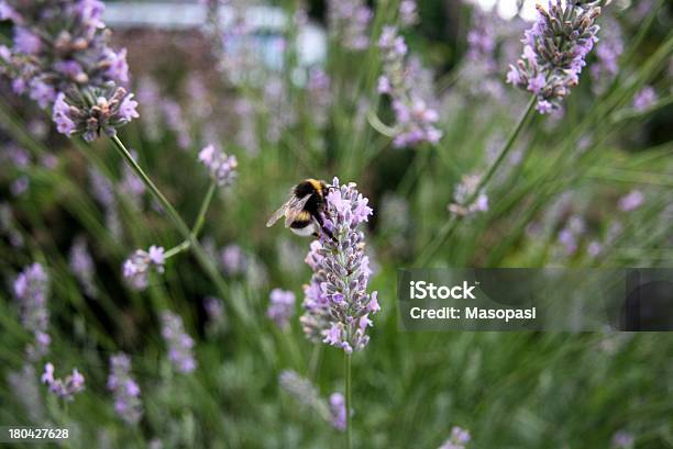 Bee Stock Photo - Download Image Now - Agricultural Field, Animal, Bee