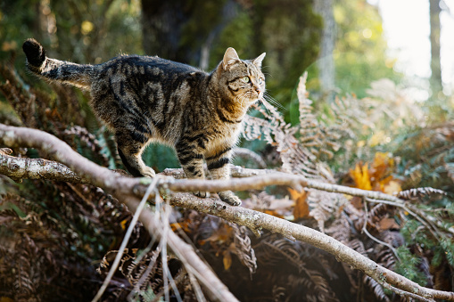 A domestic cat outside enjoying a warm day in the Fall season in Washington state.