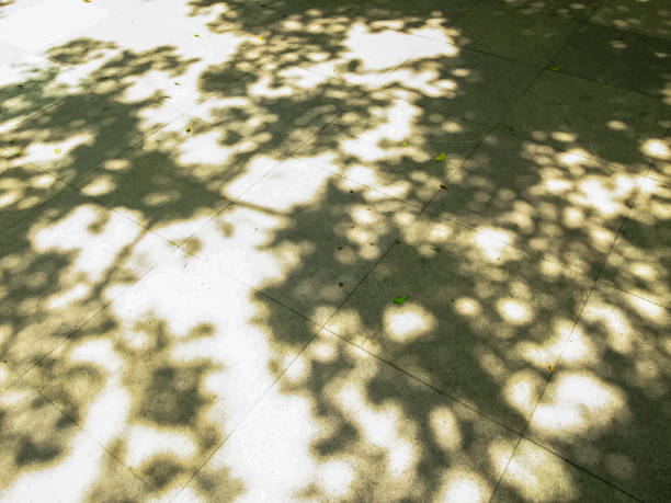The shadow of the tree on the ground. Nature scene. Background use.