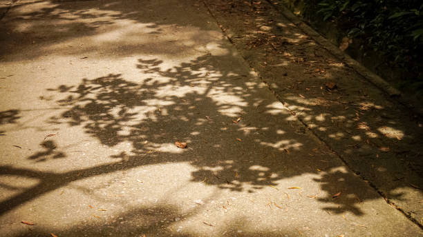 istock The shadow of the tree on the ground. 1804277434