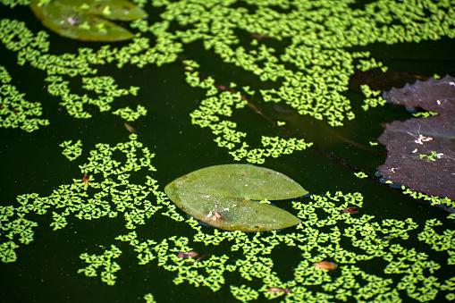 fish swimming in the garden pond