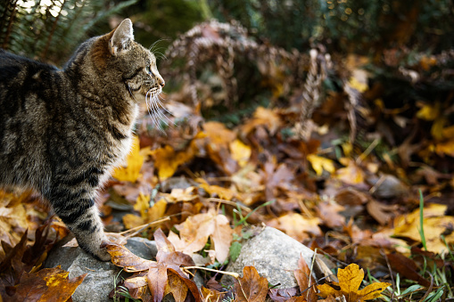 A domestic cat outside enjoying a warm day in the Fall season in Washington state.